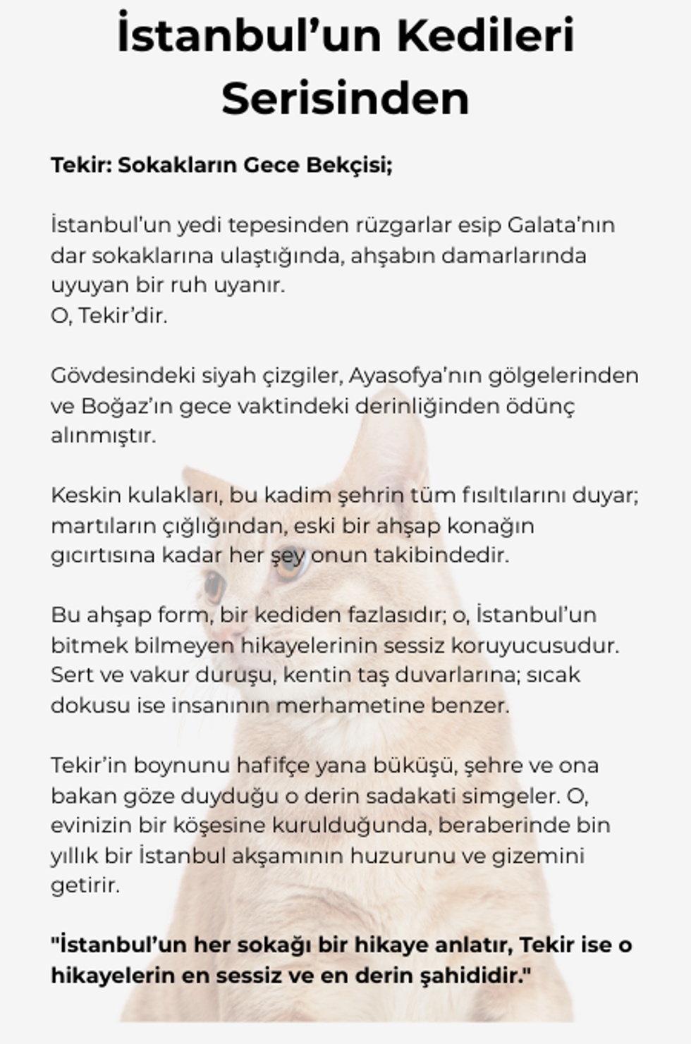 İstanbul'un Kedileri