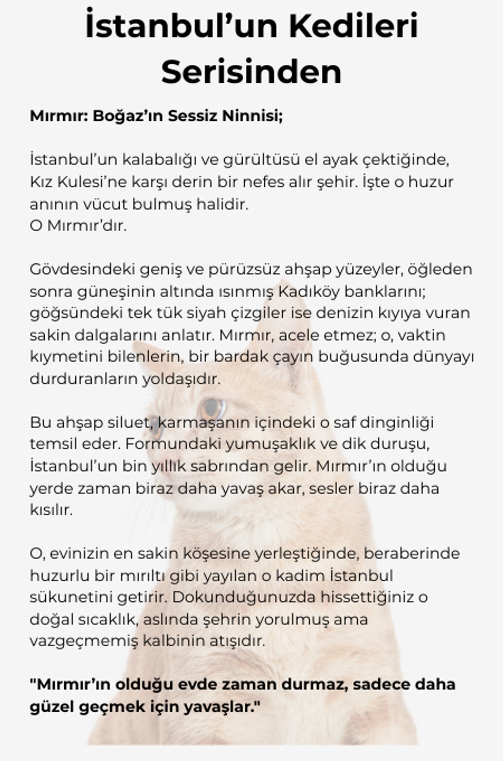 İstanbul'un Kedileri