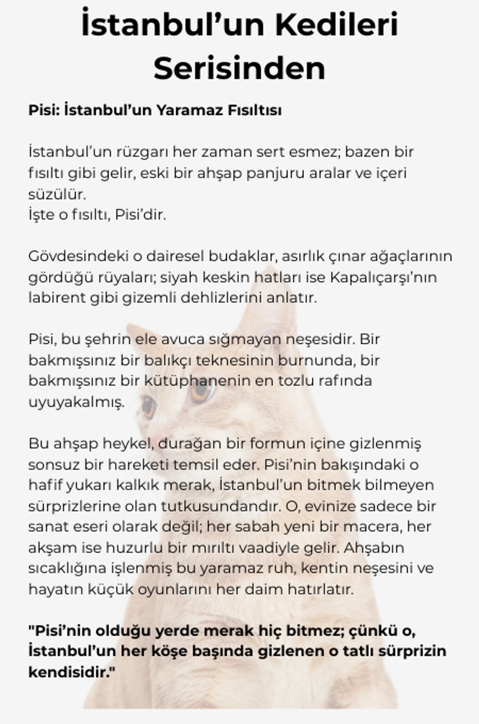 İstanbul'un Kedileri