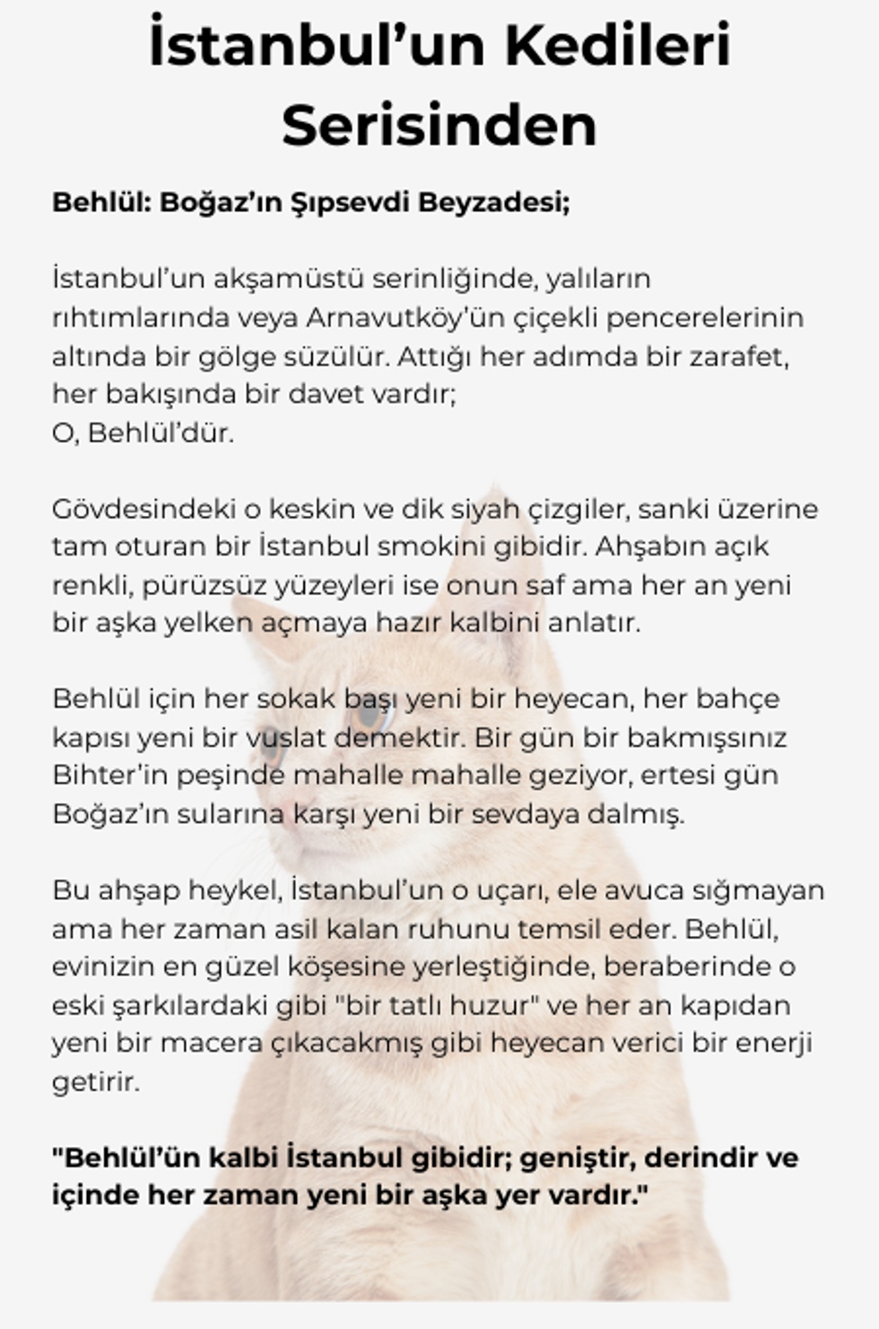 İstanbul'un Kedileri