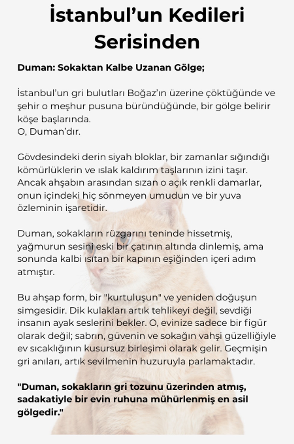 İstanbul'un Kedileri