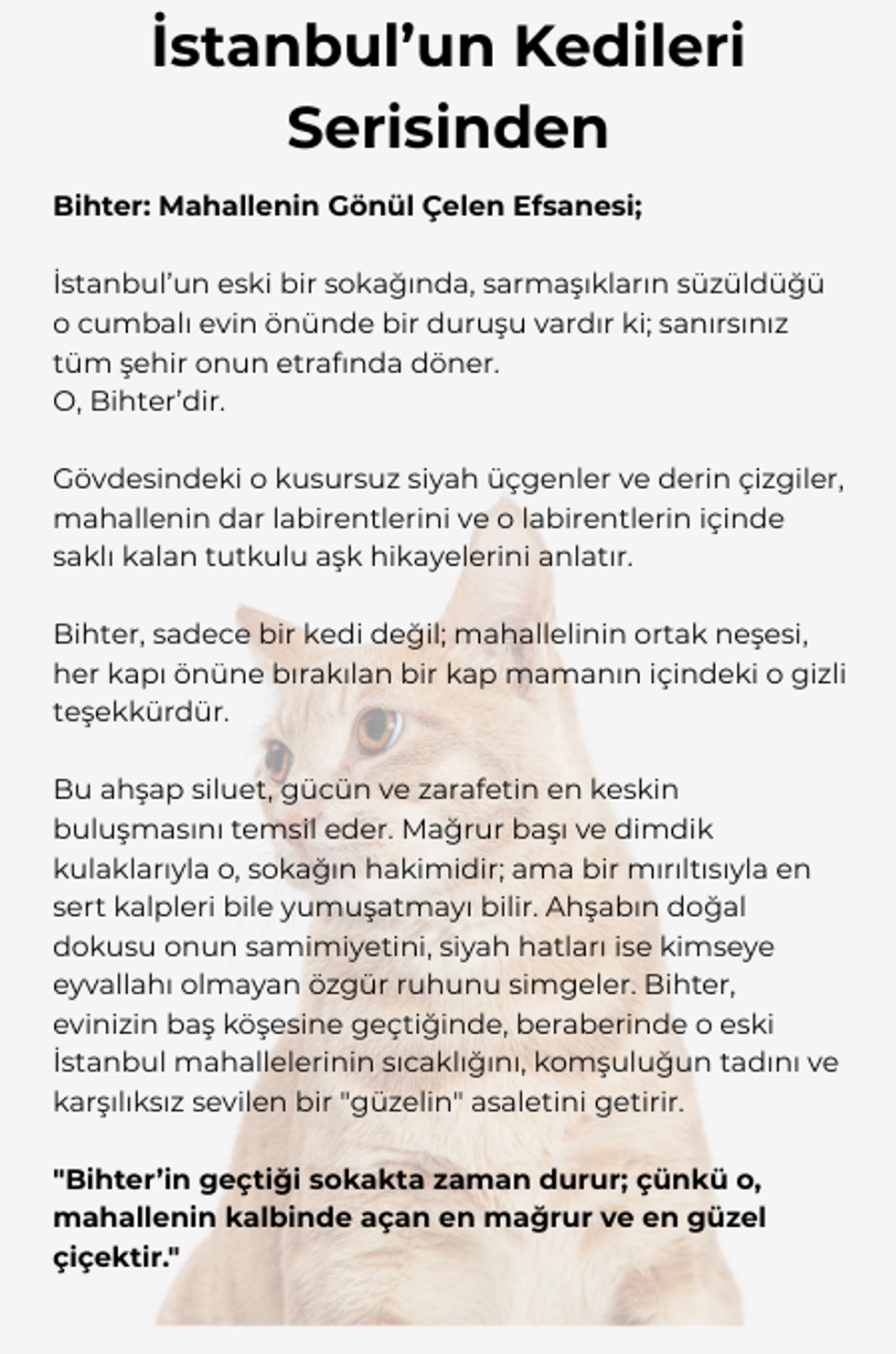 İstanbul'un Kedileri