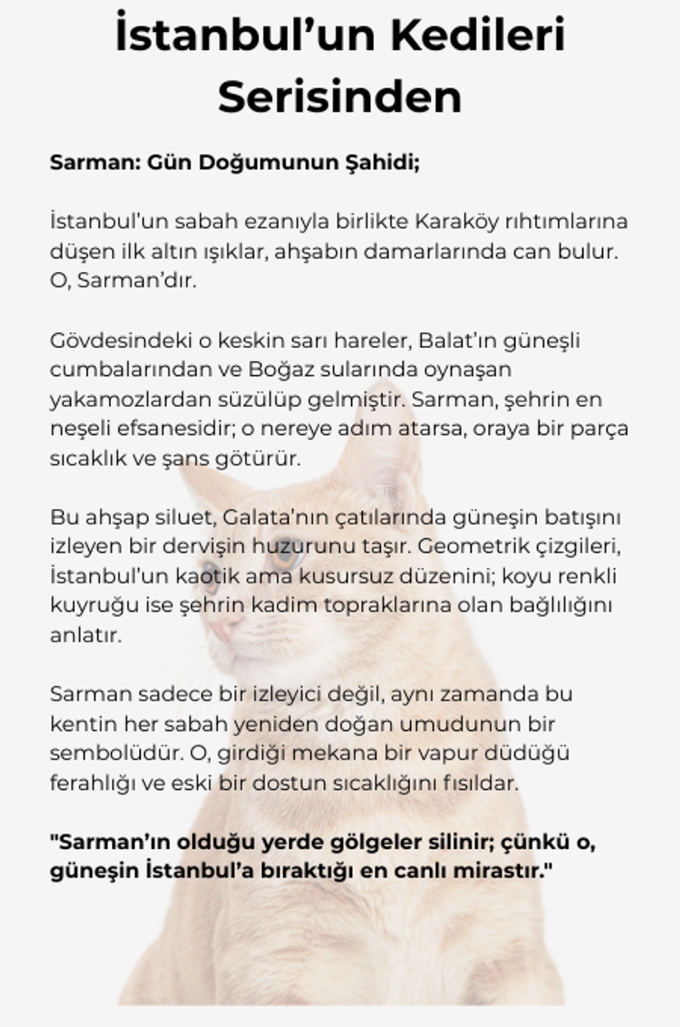 İstanbul'un Kedileri