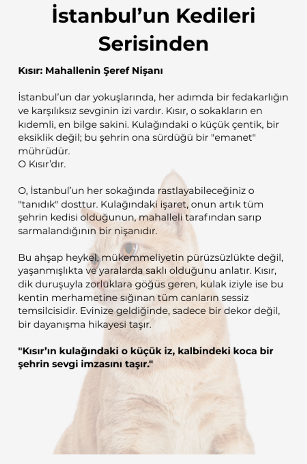 İstanbul'un Kedileri